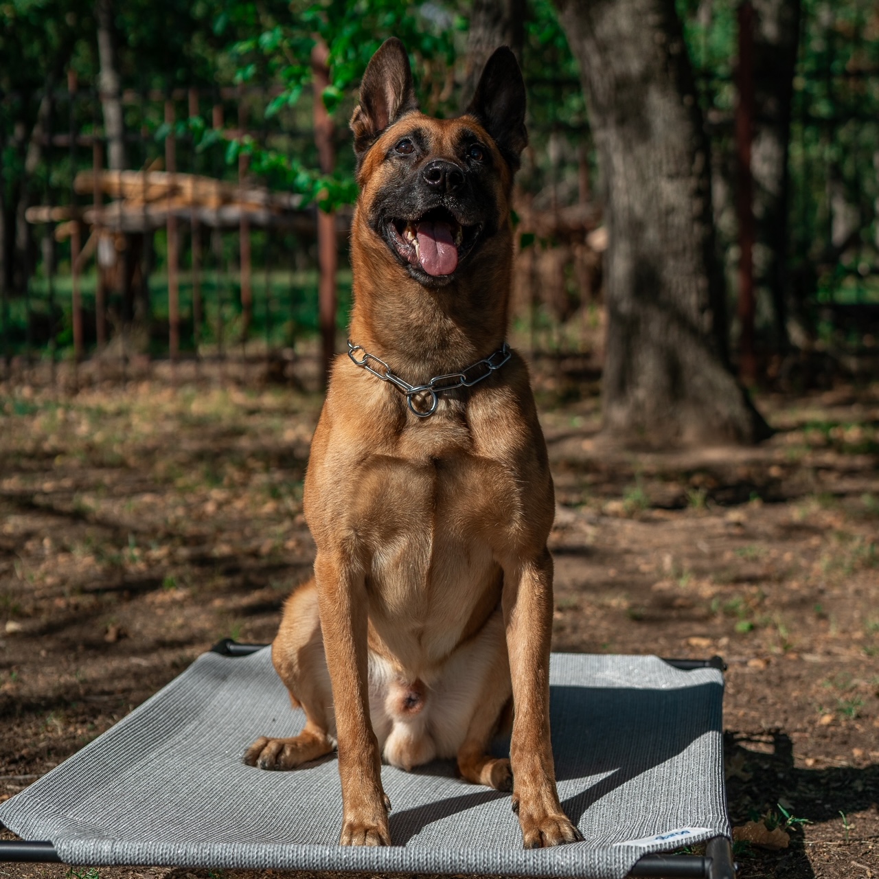 Rolo elite protection dog sitting on a dog bed