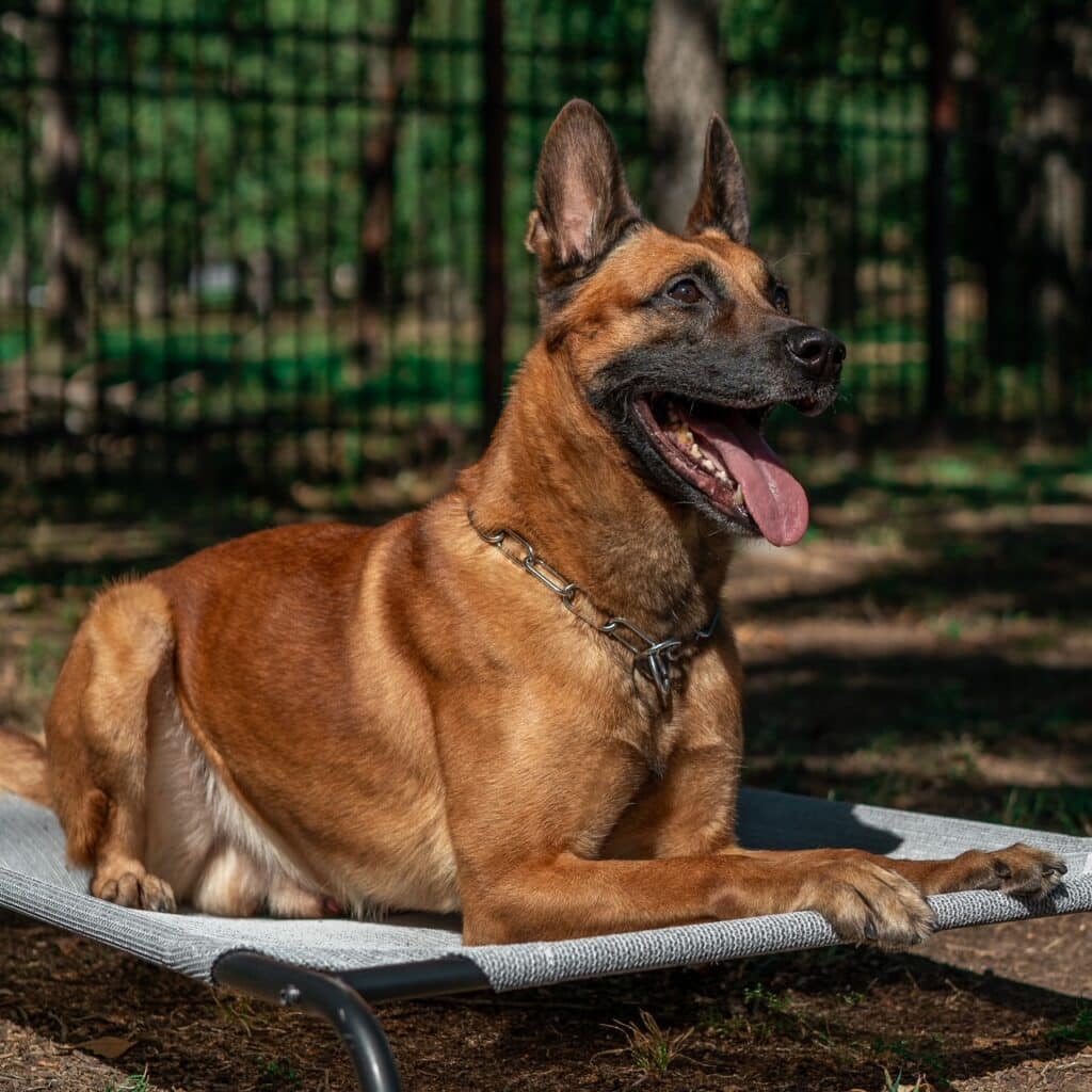 Rolo elite protection dog lying on a bed outside