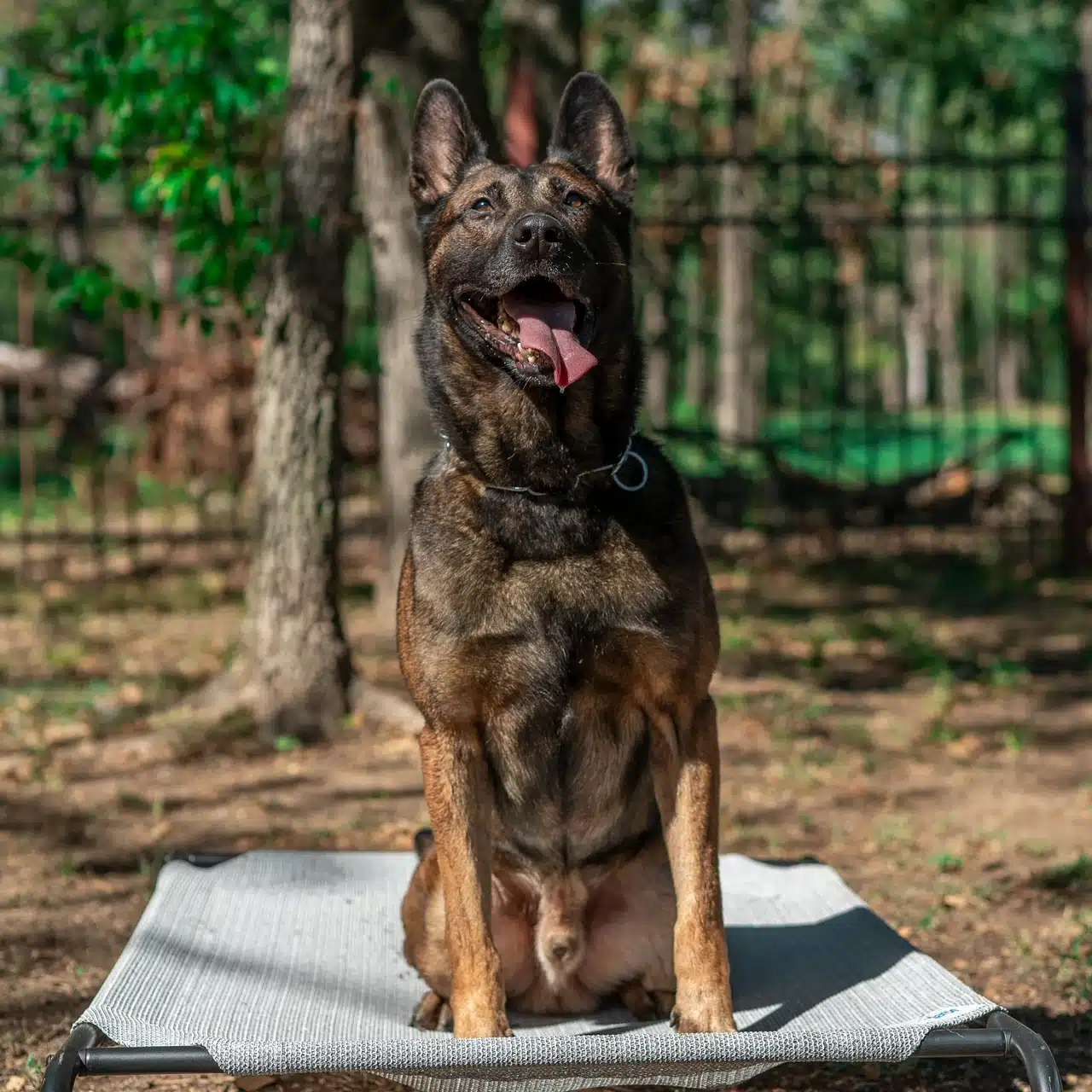 k9 souri dutch malinois sitting on a dog bed 2