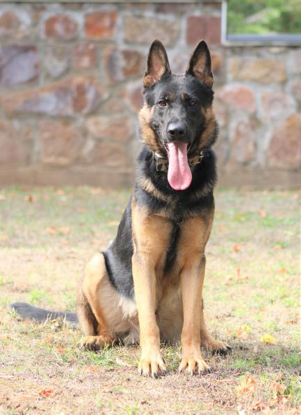 k9 lurko hungary german shepherd family protection dog