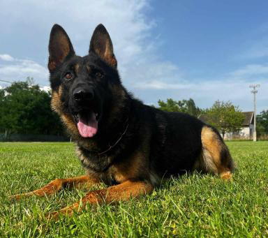 k9 lurko hungary german shepherd family protection dog