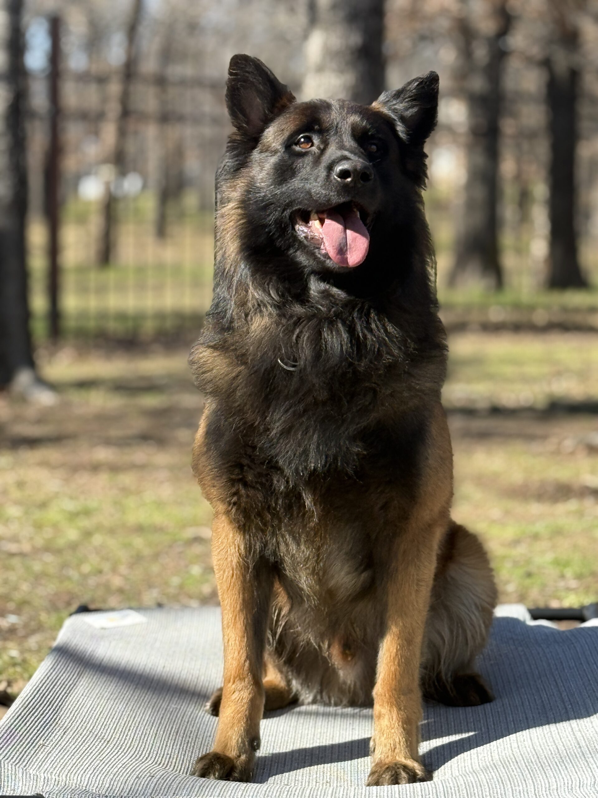 K9 Chase - Malinois protection dog from Holland sitting on bed outdoors