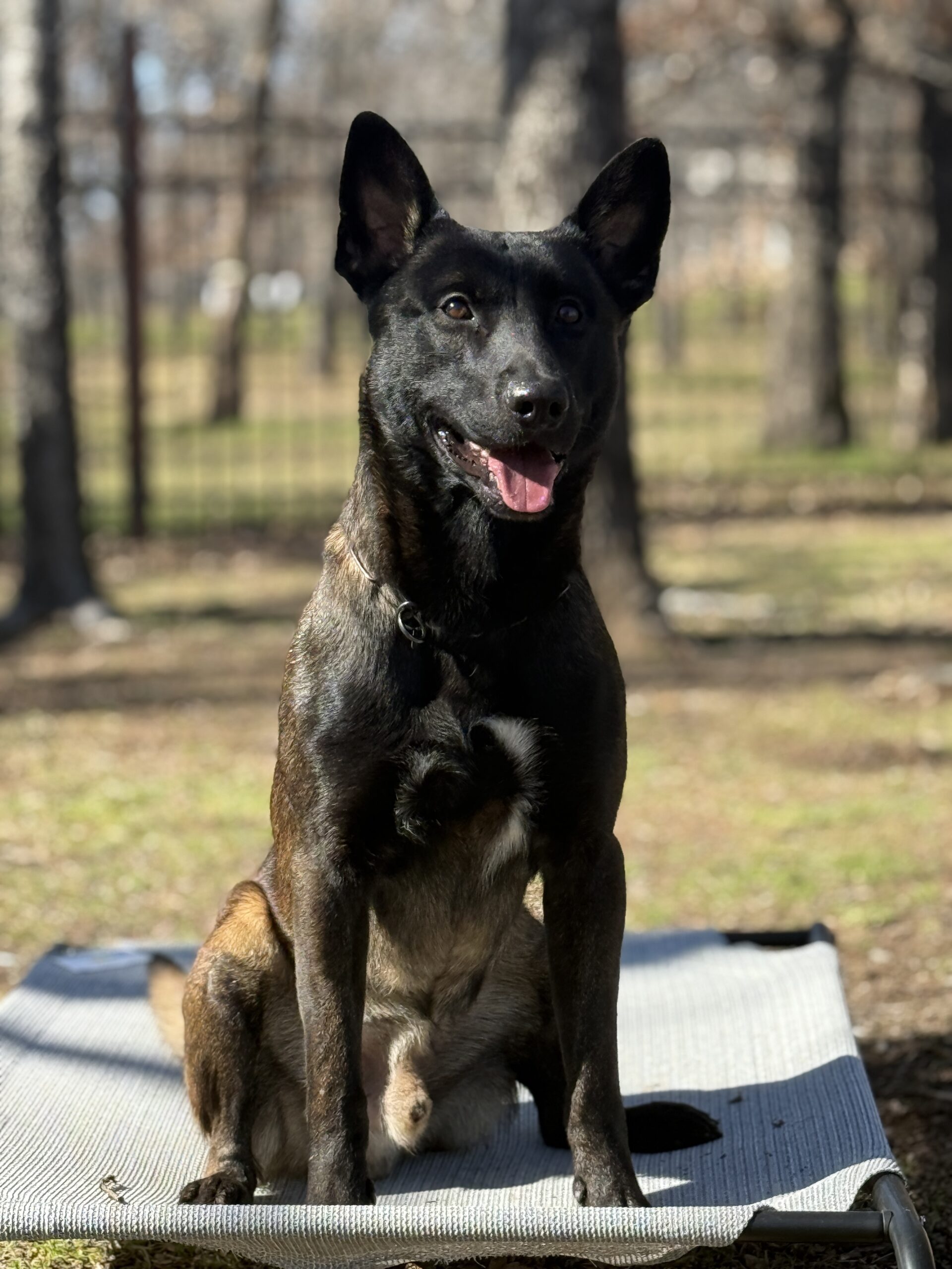 Wizard - Malinois protection dog from Holland sitting on bed outdoors