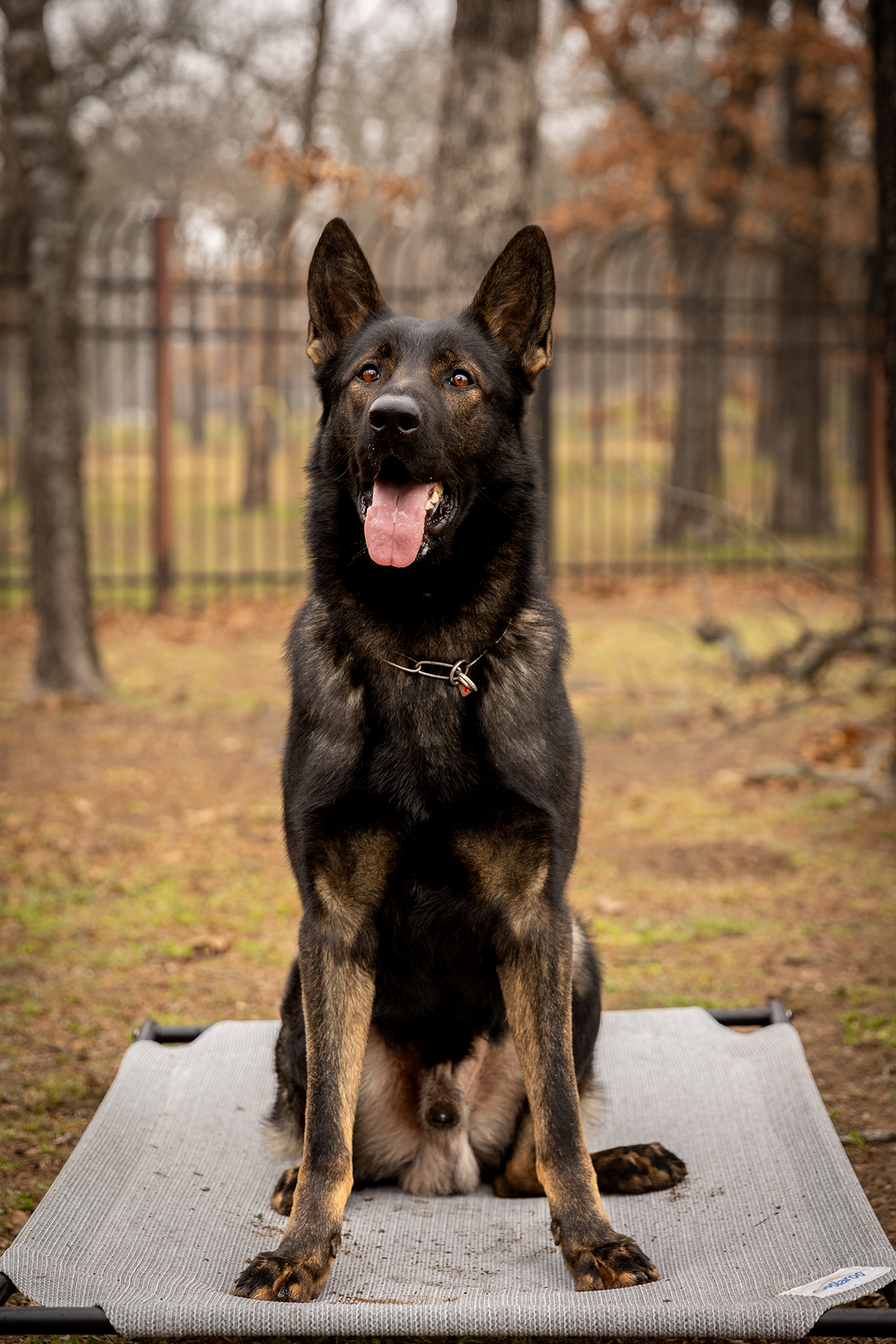 Baron - German Shepherd protection dog from Slovakia