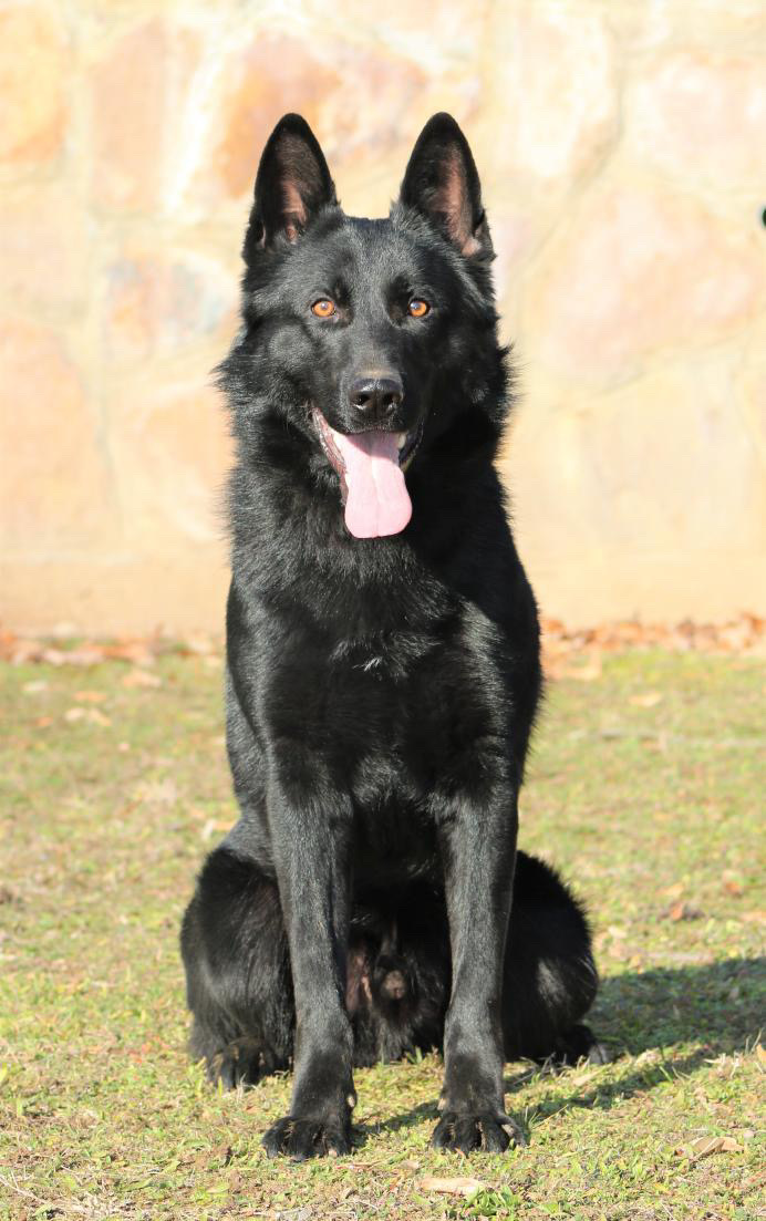 Pike - All Black German Shepherd protection dog from Czech Republic