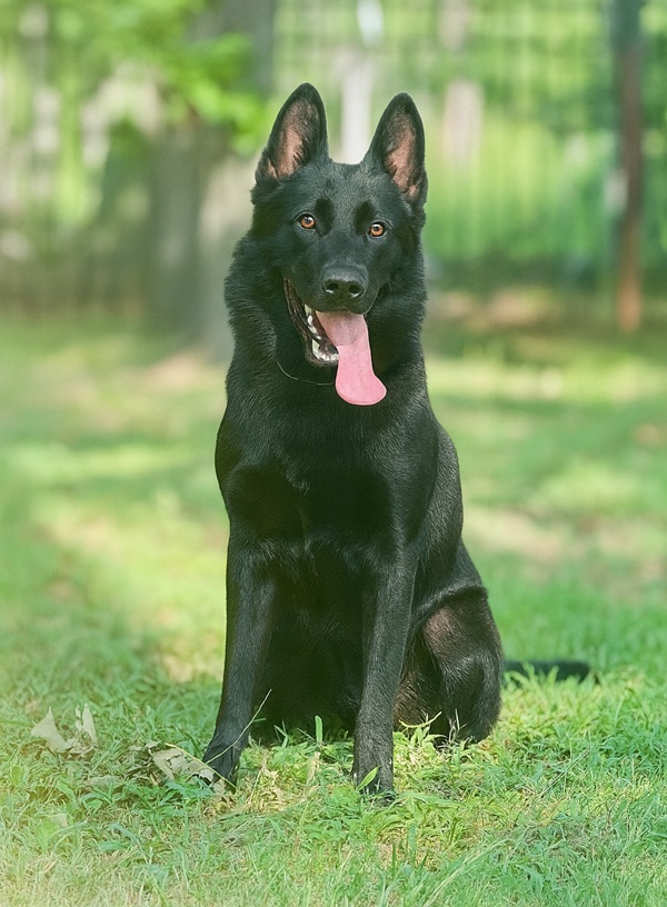 Pike Black German Shepherd Protection Dog sitting in the grass looking at camera