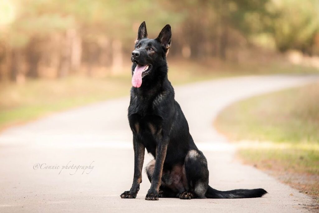 Baron the Black German Shepherd sitting on the rode