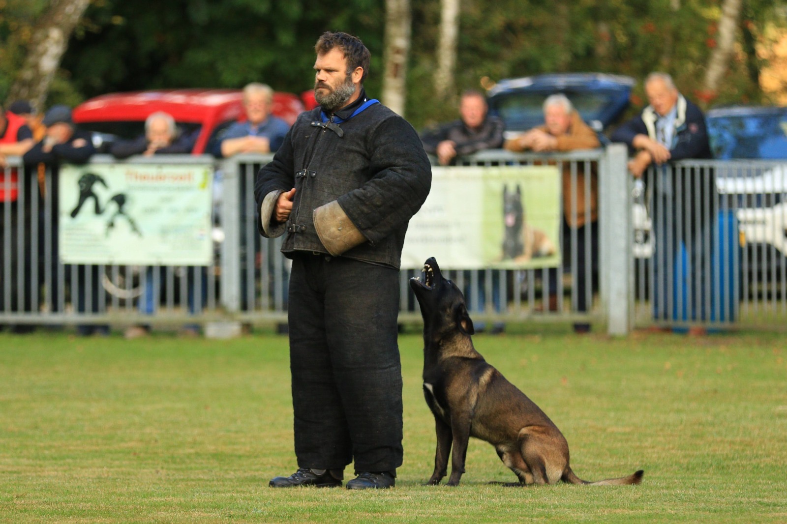 Wizard - Malinois protection dog from Holland