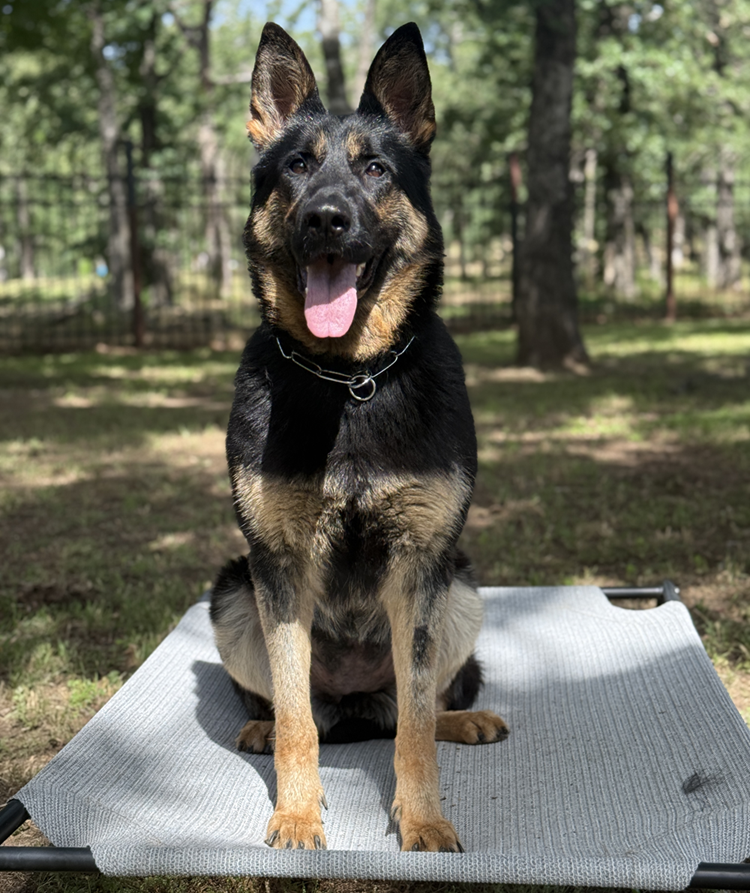 Daria German Shepherd Protection Dog Sitting on bed outside