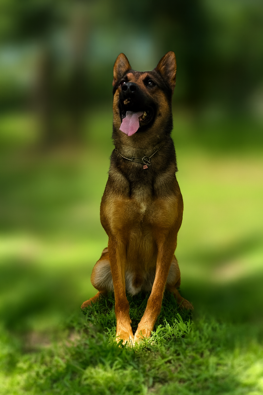 Nick the Belgium Malinois executive protection sitting on grass.
