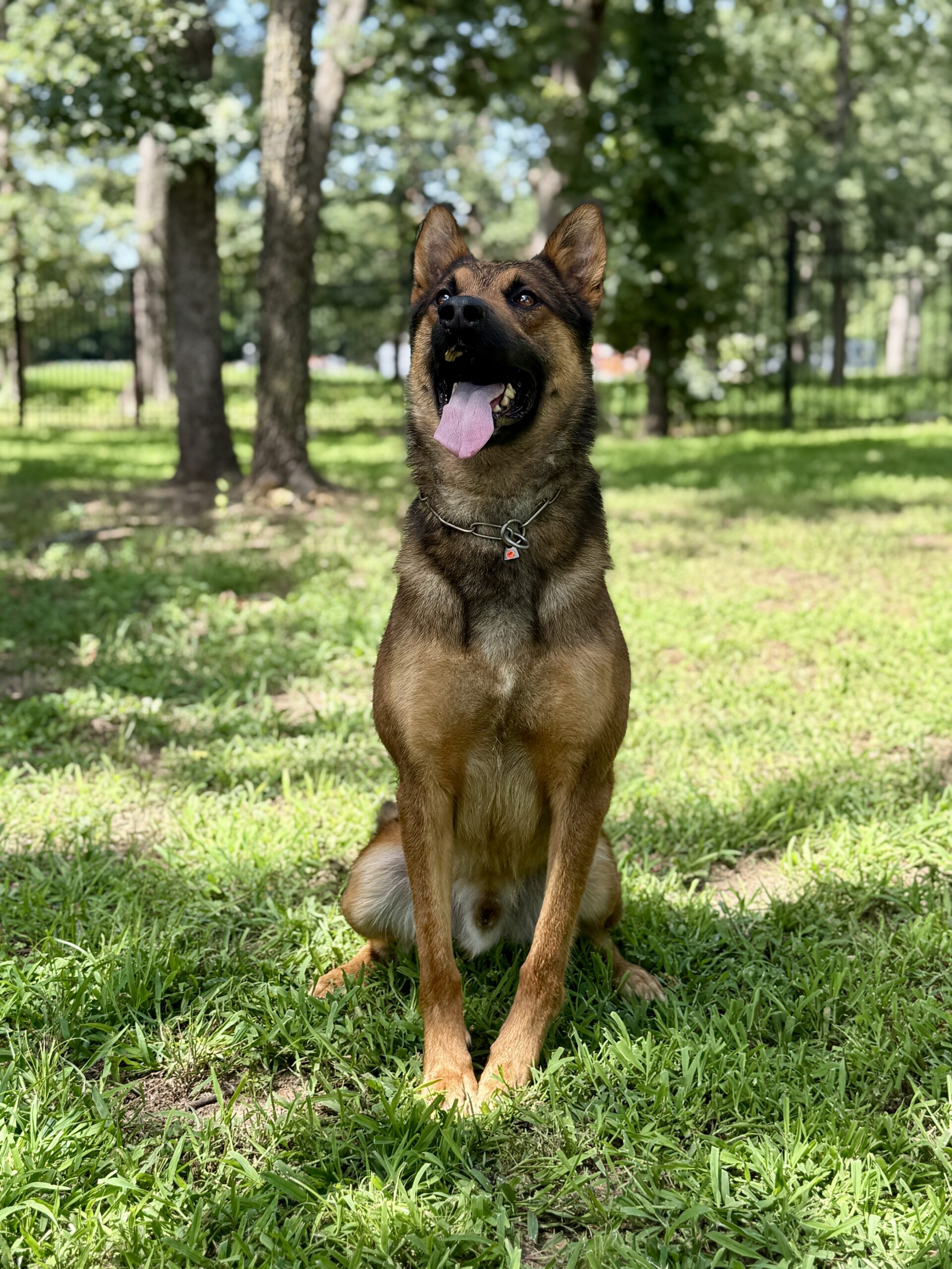 Nick the Belgium Malinois executive protection dog sitting on grass.