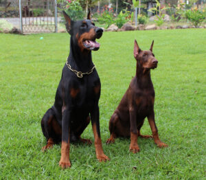 Dobermans