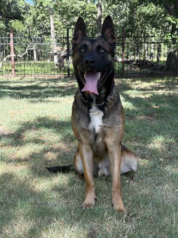 Quinto Male Belgian Malinois Protection Dog Sitting