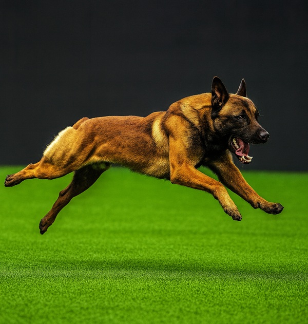 K9 Bullet – Elite Family Protection Dog running