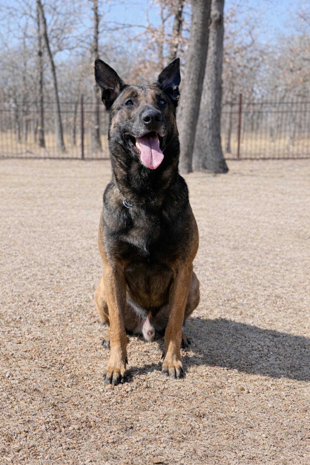 Bono, a highly trained Belgian Malinois protection dog.