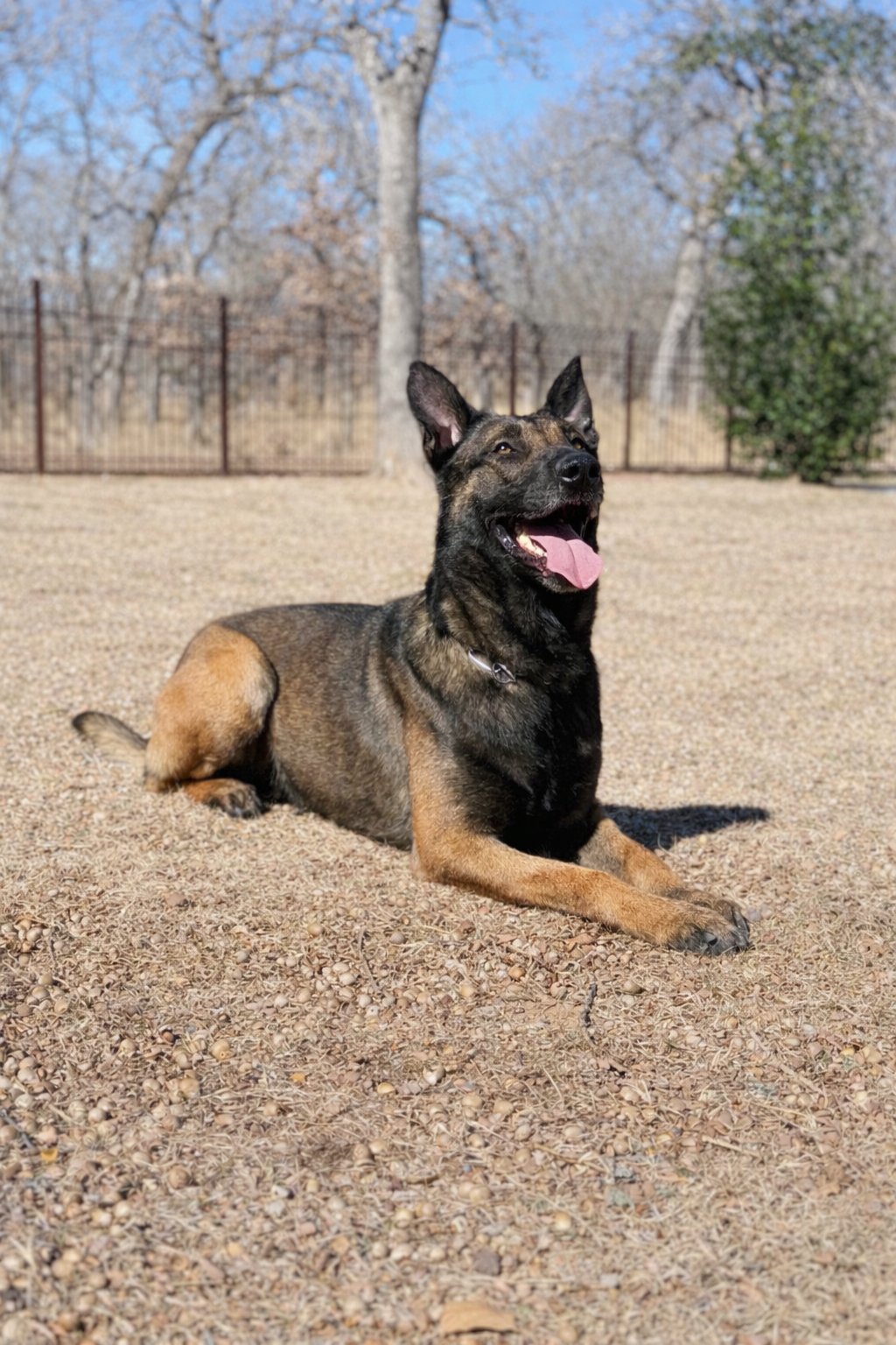 The K9 Bono from Scott's K9 executive protection dogs.