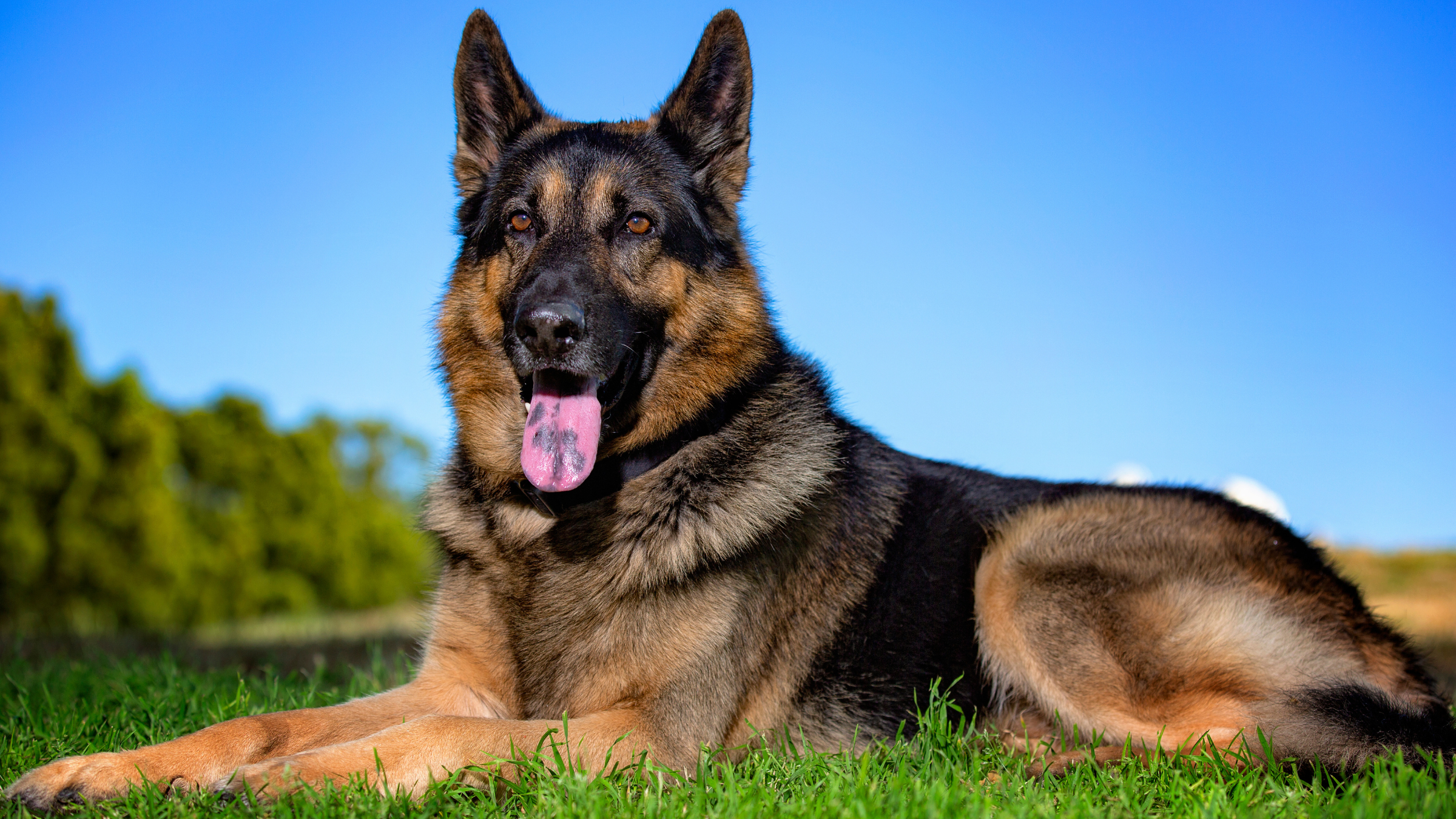 German Shepherd personal protection dog relaxing in grass with alert posture.