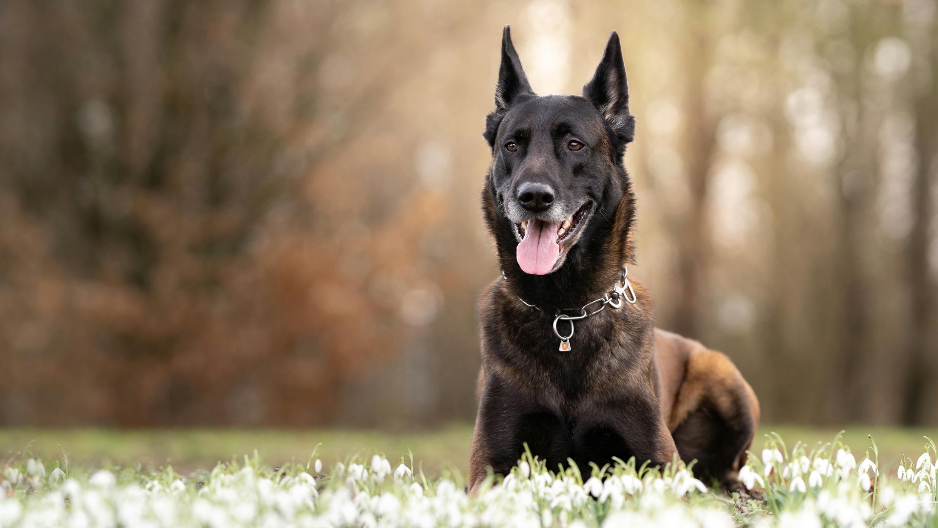 Learn key differences between male and female protection dogs.