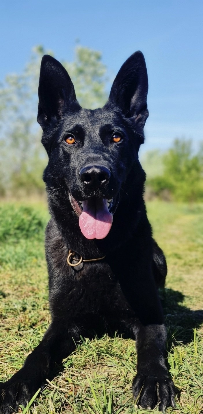 Dream trained protection dog