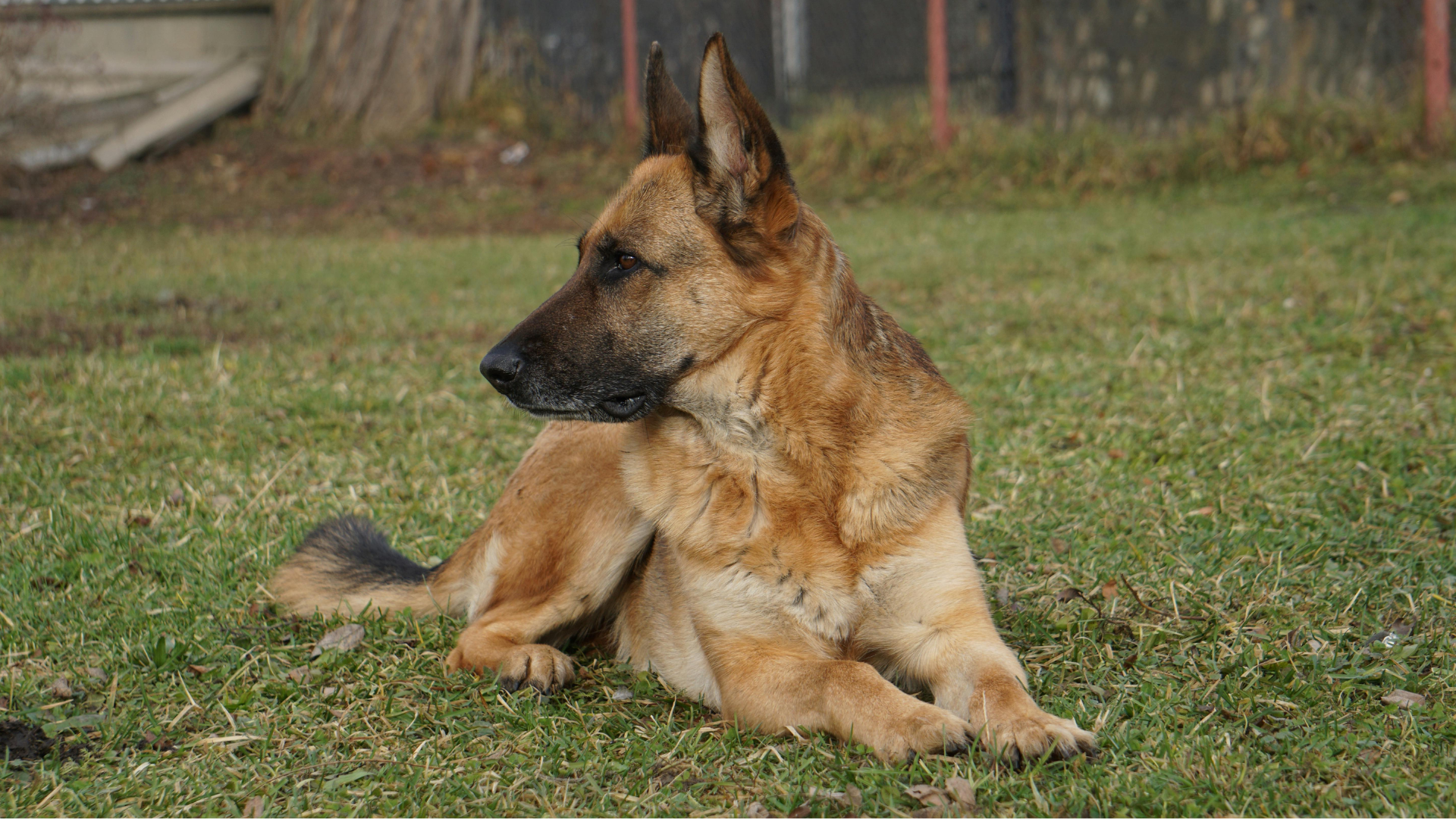 A German Shepherd protection dog rests on grass during outdoor training.