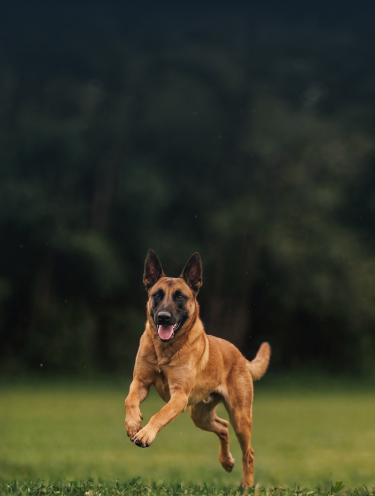 Malinois