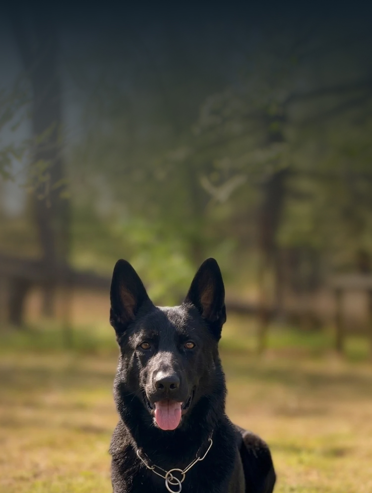 Trained German Shepherd protection dog standing calmly outdoors.