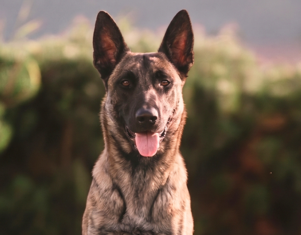 Belgian Malinois