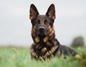 German Shepherd Protection Dogs