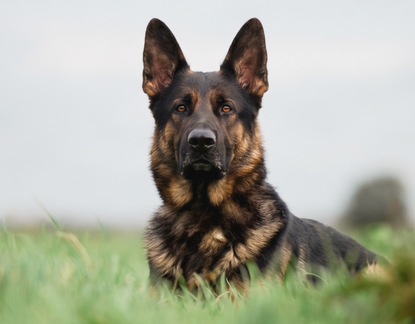 German Shepherd Protection Dogs