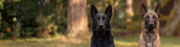 Protection Dogs for Sale