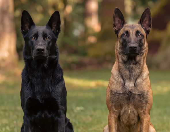 Protection Dogs for Sale