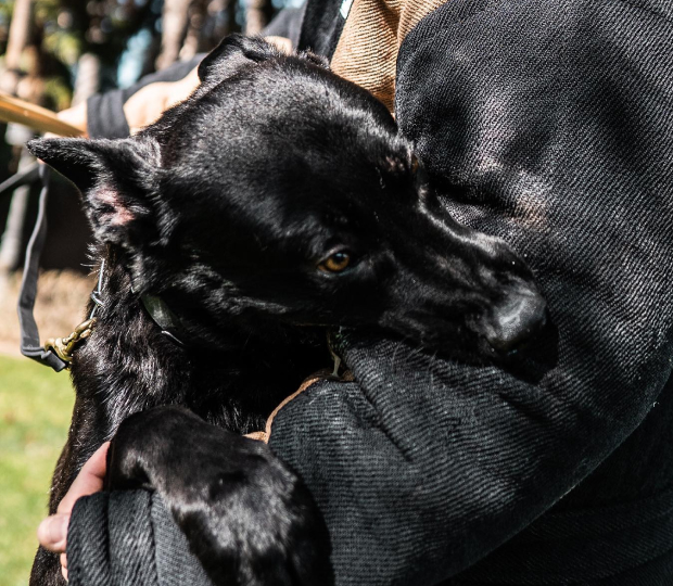 Dream trained protection dog