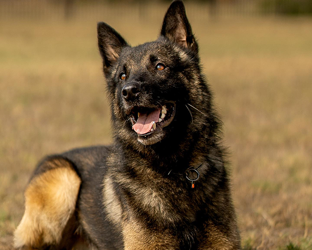 Protection dog trained by Scott's K9