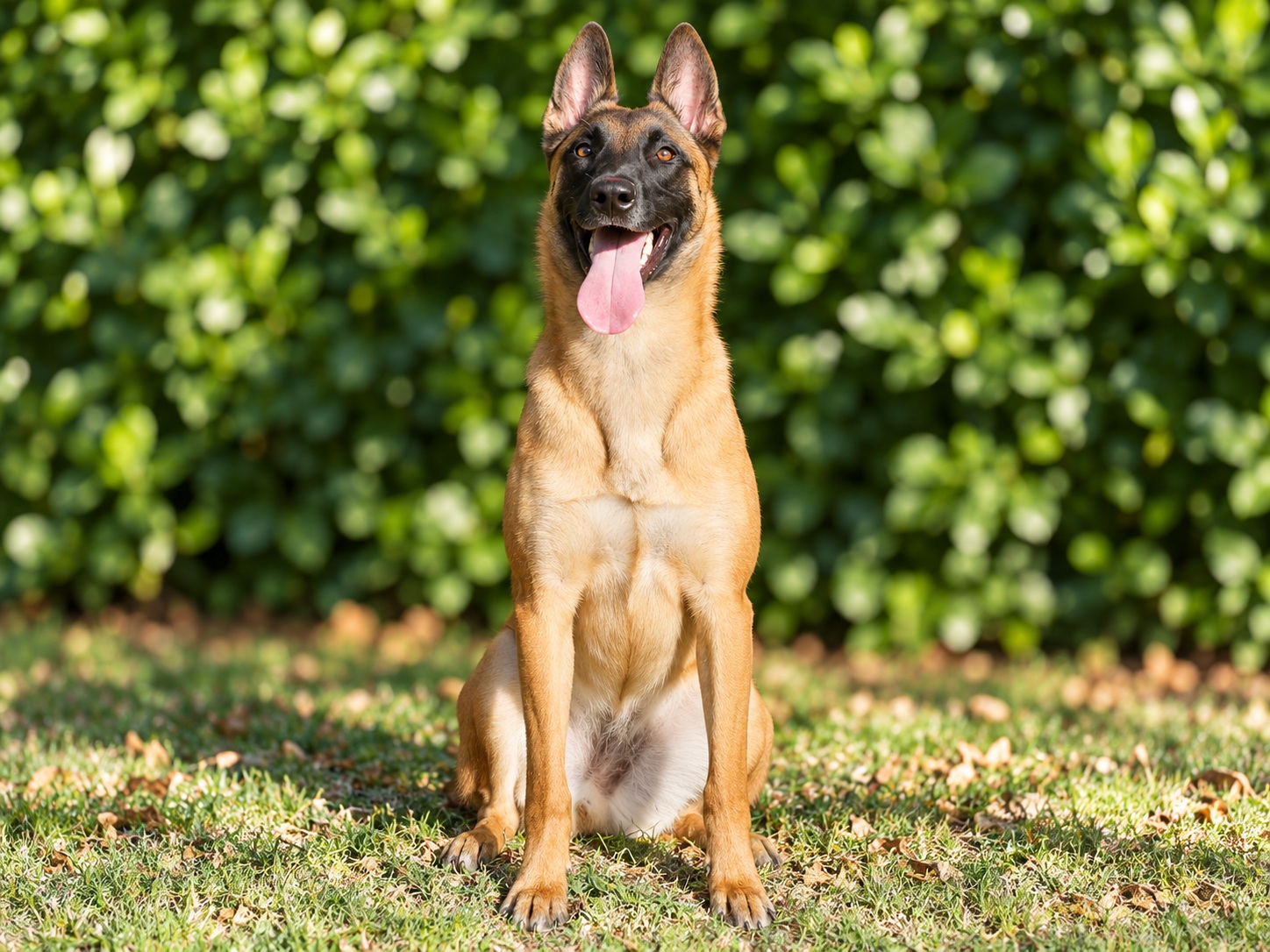 Amae protection dog