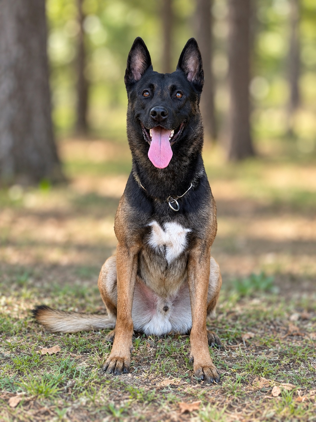 Bumper protection dog in grass
